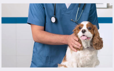 CLINIQUE VETERINAIRE ACM