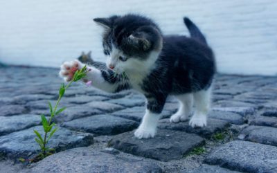 Identification et stérilisation obligatoire des chats